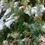 Juniperus communis Leht