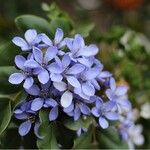 Guaiacum officinale Lorea