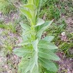Verbascum thapsus List