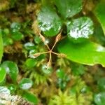 Coptis trifolia Fruto
