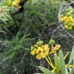 Euphorbia dendroides Fruchs