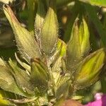 Ipomoea indica Fruit