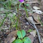 Primula pauciflora Kvet