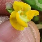 Vigna trilobata Flor