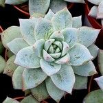 Echeveria colorata Leaf