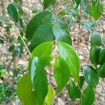 Syzygium luehmannii Листок