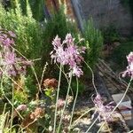 Allium carinatum Kvet