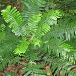 Phyllanthus mimosoides Arall