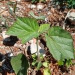 Sida cordifolia Leaf