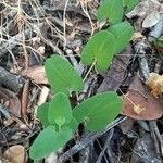 Aristolochia paucinervis Blad