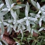 Cerastium tomentosum Leaf