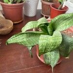 Sansevieria hyacinthoides পাতা