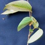 Bauhinia ungulata Other