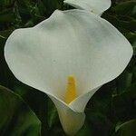 Zantedeschia aethiopica പുഷ്പം