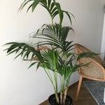 Howea forsteriana Hoja