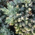 Juniperus squamata Лист