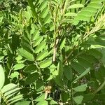 Indigofera suffruticosa ഇല