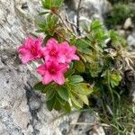 Rhododendron hirsutumFlower