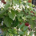 Clerodendrum indicum Flor