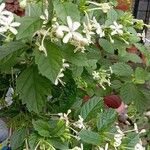 Clerodendrum indicum Blomst