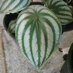 Peperomia argyreia Лист