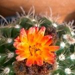 Parodia comarapana Fleur