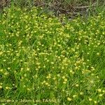 Ranunculus ophioglossifolius Libunga
