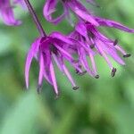 Allium giganteum Flor