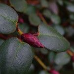 Rhododendron williamsianum 花