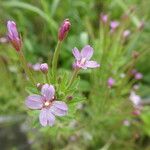 Epilobium palustre ফুল