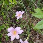 Zephyranthes robusta 整株植物