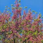 Cassia grandisFlower