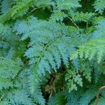 Selaginella willdenowii Други