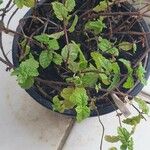 Mentha spicata برگ