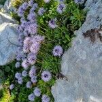 Globularia cordifolia Habit