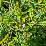 Lindernia rotundifolia Bloem