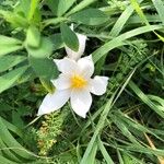 Crocus speciosus Virág