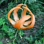 Lilium henryi Flor