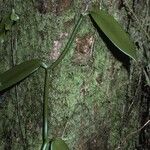 Vanilla planifolia Corteza
