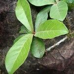 Planchonella rufocostata Folio