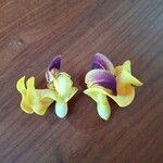 Cochliasanthus caracalla Flor