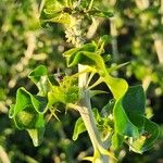 Solanum arundo Лист