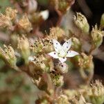 Sedum hirsutum Квітка