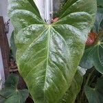 Anthurium nymphaeifolium Frunză