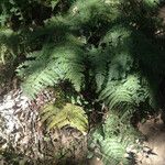 Polypodium californicum Hábito