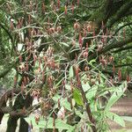 Musschia wollastonii Frunză