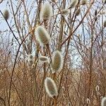 Salix acutifolia Blomst