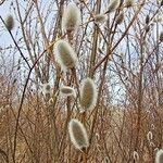 Salix acutifolia Flower