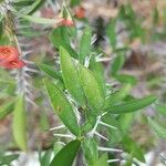 Euphorbia delphinensis पत्ता