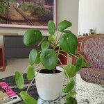 Pilea peperomioidesYaprak